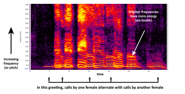 Annotated Spectrogram