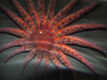 Sunflower star