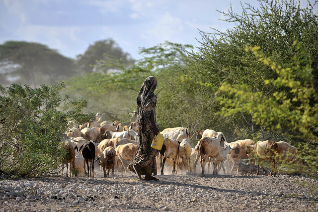 Goats being herded near a water point in Wajir, northern Kenya